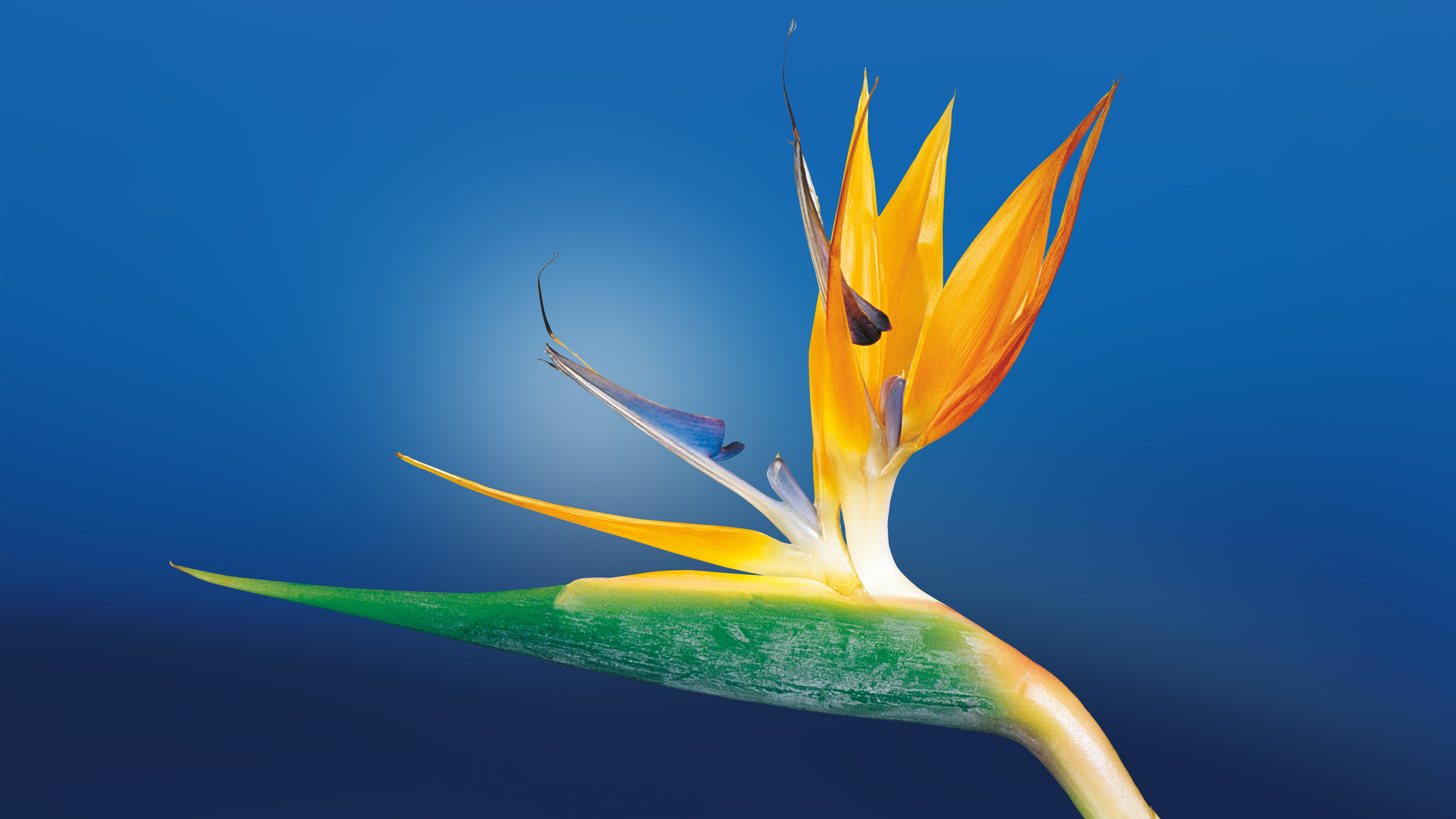 Bird of Paradise Flower4343117199